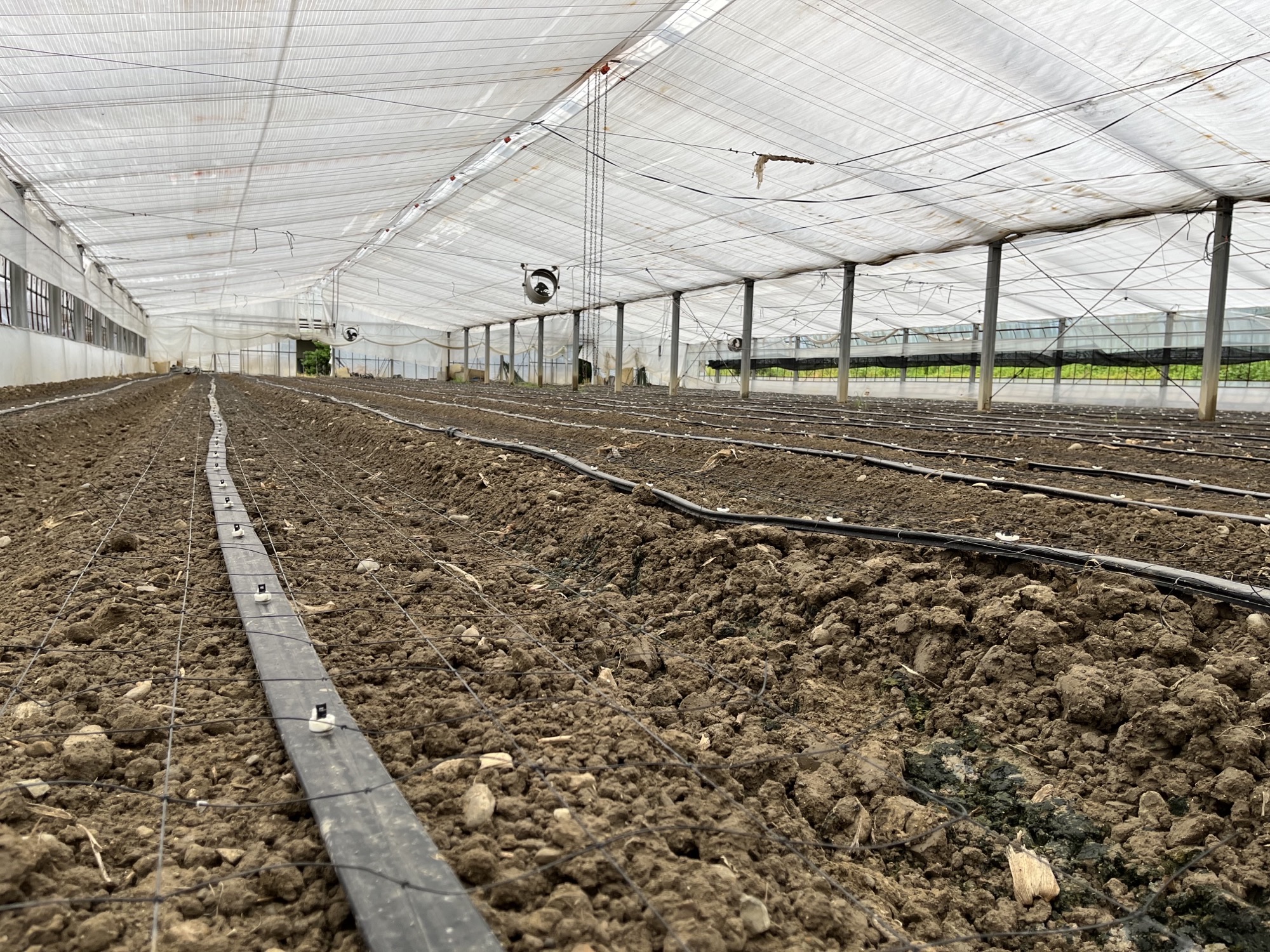 トルコギキョウ潅水編/JAハイナン】スミカの潅水資材ユーザー探訪 その